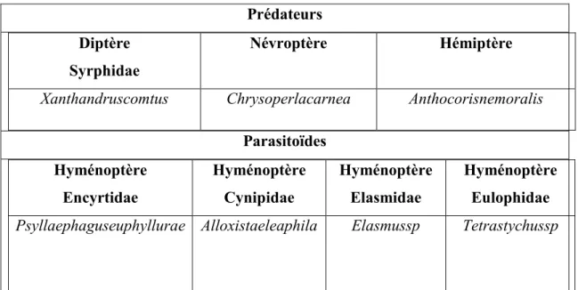 Tableau n°3: les ennemis naturels du psylle (AVERSENQ et al, 2005). 