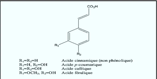 Figure I-2 : Principaux acides hydroxycinnamiques [7]. 