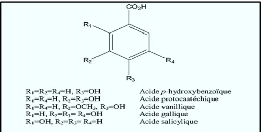 Figure I-3 : Principaux acides hydroxybenzoïques [7]. 