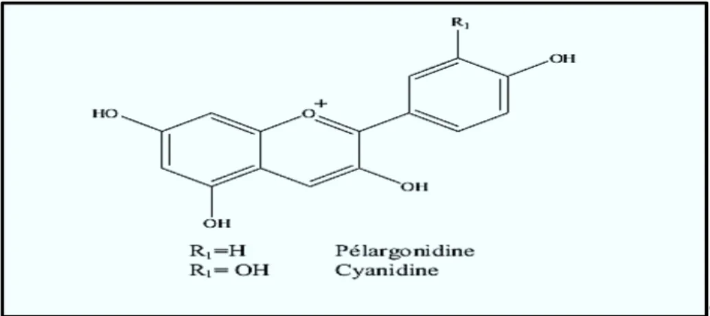 Figure I-15 : Deux exemples des structures chimiques des anthocyanidines [7]. 