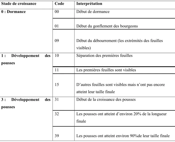 Tableau  2-La  clé  d’identification  des  stades  phénologiques  des  agrumes  (AGUSTI  et  al
