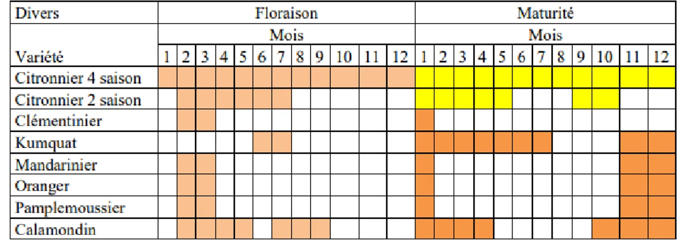 Tableau 3-Dates de floraisons et de maturations de quelques variétés d’agrumes  (GAUTHIER, 2008)