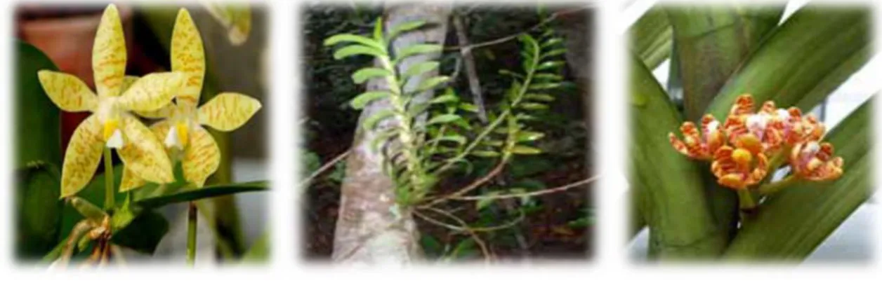 Figure 4 : La croissance monopodiale de la tige d’orchidées (Duminil, 2012). 