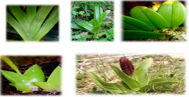 Figure 6 : Quelques types des feuilles chez les orchidées (Duminil, 2012). 