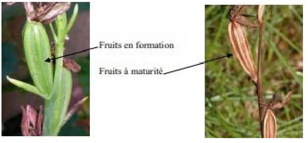 Figure 8: Fruit d’orchidée. 