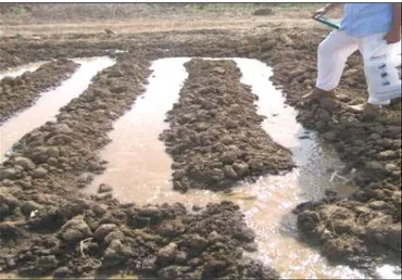 Figure 4. Irrigation gravitaire traditionnelle par micros raies de 5 m en U dans la parcelle de fenouils