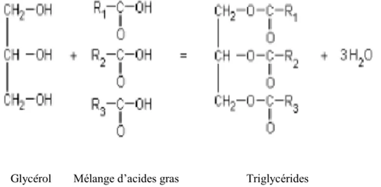 Figure 2 : Réaction de formation de Triglycéride [8] 