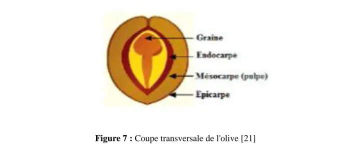 Figure 7 : Coupe transversale de l'olive [21] 