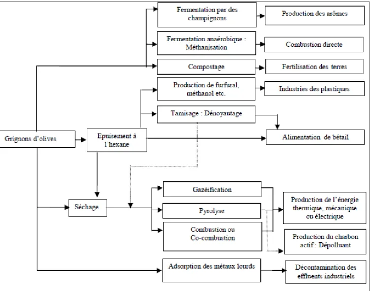 Figure 8 : Les différentes voies de valorisation des grignons d’olive [28] 