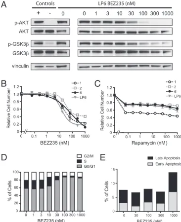 Fig. 4. Aberrant AKT activation in human cell lines derived from patients with WDLPS and DDLPS