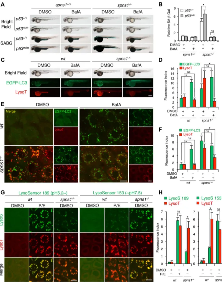Figure 5. Acidity-dependent lysosomal biogenesis is rate limiting in spns1 -mutant zebrafish