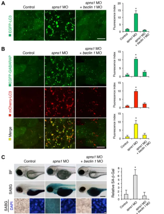 Figure 3. Knockdown of beclin 1 suppresses abnormal autolysosomal puncta formation and embryonic senescence caused by Spns1 deficiency in zebrafish