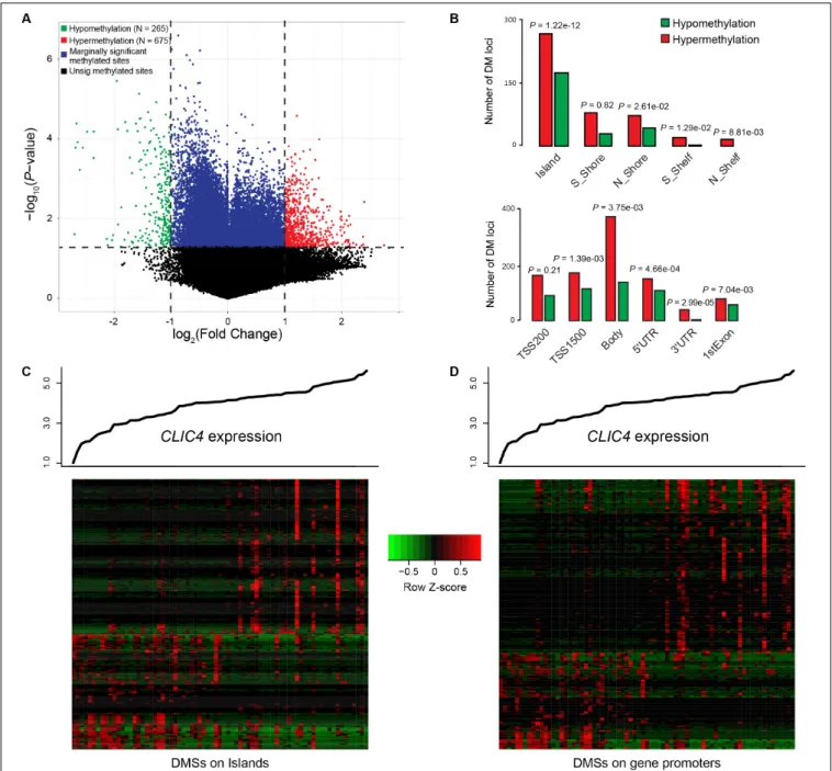 FIGURE 5 | Genome-wide methylation profiles associated with CLIC4 expression. (A) A total of 265 hypomethylation and 675 hypermethylation differential methylated regions were discovered from the comparison between the CLIC4 high and CLIC4 low groups
