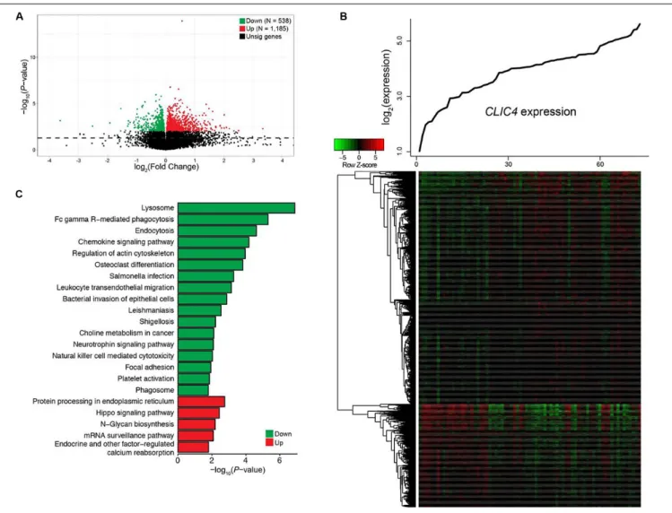 FIGURE 3 | Genome-wide genes/cell signaling pathways associated with CLIC4 expression