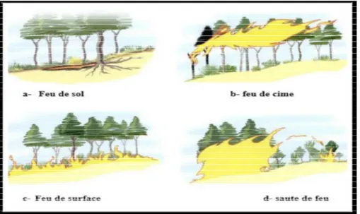 Figure n° 2:Les différents types des feux de forêts (Colin et al., 2001)  5. Les causes des feux de forêts 