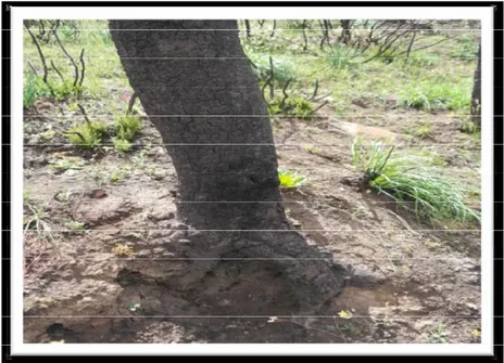 Figure n°  3: Etat du tronc de chêne liège après passage du feu (photo originale, 2017)