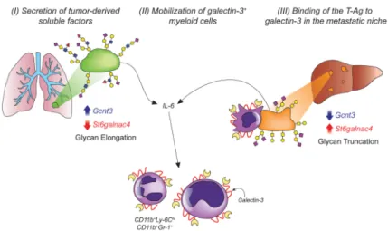 Figure 7. T-Antigen presentation promotes metastasis through interactions with galectins in the  metastatic niche