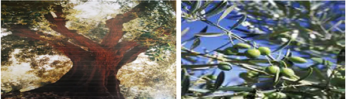 Figure n°01 : images représentantes l’olivier  (Artaud, 2008) 