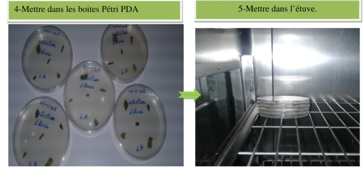 Figure n° 11 Les étapes d isolement des champignons 