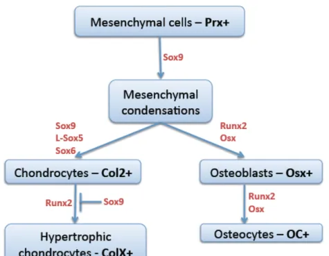 Figure   2.   Differentiation   factors   involved   in   chondrocytic   and   osteoblastic    differentiation