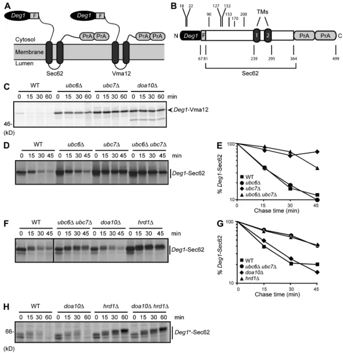 Figure 1.  Deg1-Sec62 is a Hrd1 substrate. (A) Schematic diagram of Deg1 fusion proteins (with predicted topologies) used in this study