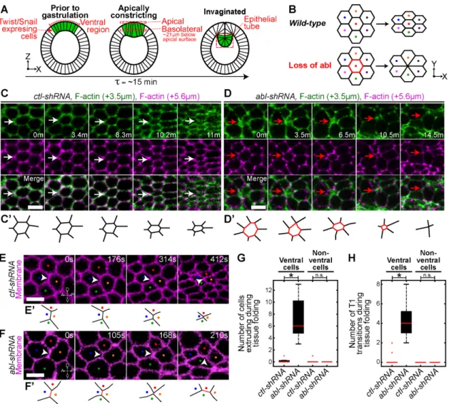 FIGURE 1:  Abl suppresses cell extrusion and intercalation during apical constriction