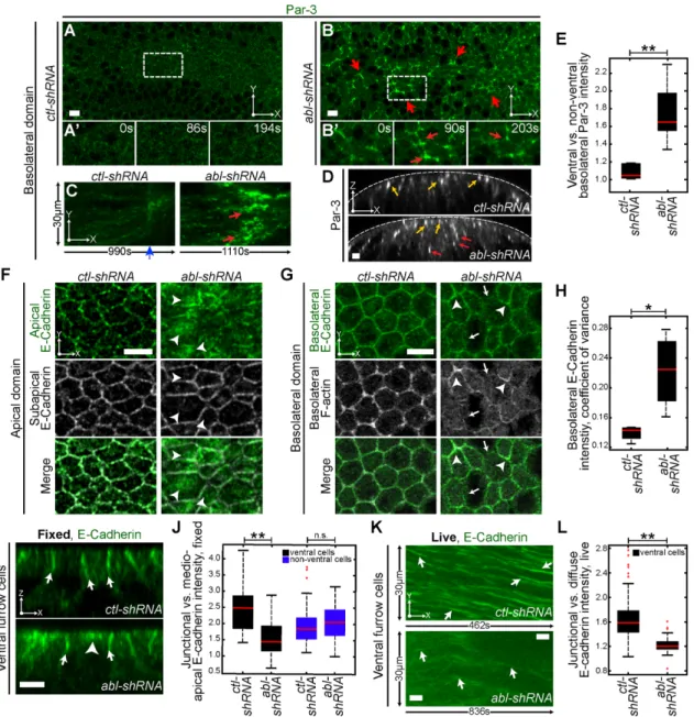 FIGURE 2:  Abl depletion disrupts apical–basal polarity in ventral cells. (A–D) Embryos expressing indicated UAS-shRNA  and GFP::Bazooka (Par-3)