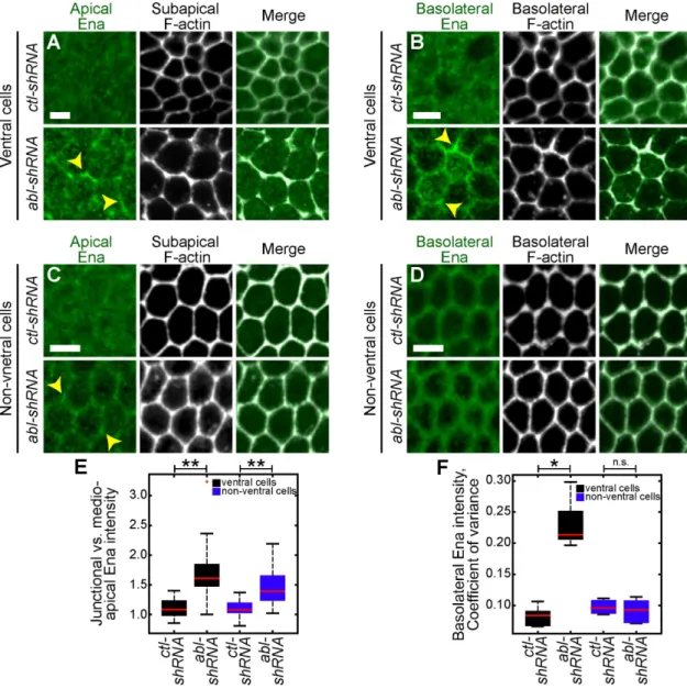 FIGURE 4:  abl inhibits basolateral, cortical Ena localization in ventral cells. (A–D) Fixed embryos expressing the  indicated UAS-shRNA stained for Ena (green) and phalloidin (F-actin, gray) showing either ventral cells (A, B) or  nonventral, lateral cell