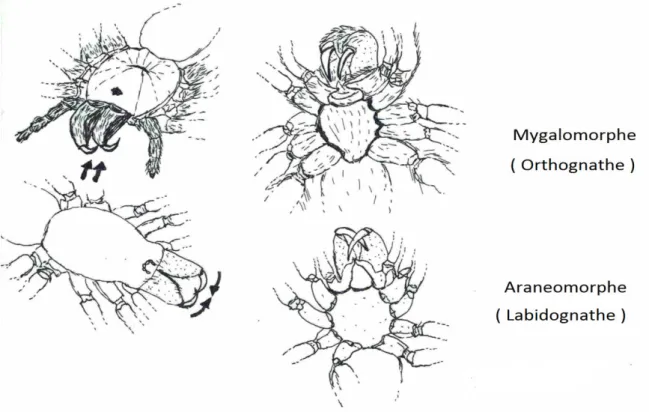Figure 1  : Les deux types d’orientation des  chélicères chez les araignées (Originale)