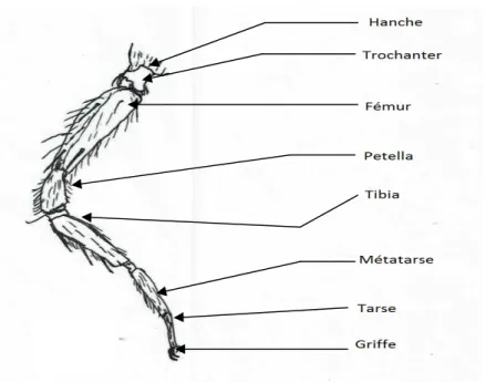 Figure 2 : Les articles d’une patte postérieure  d’araignée (Originale). 