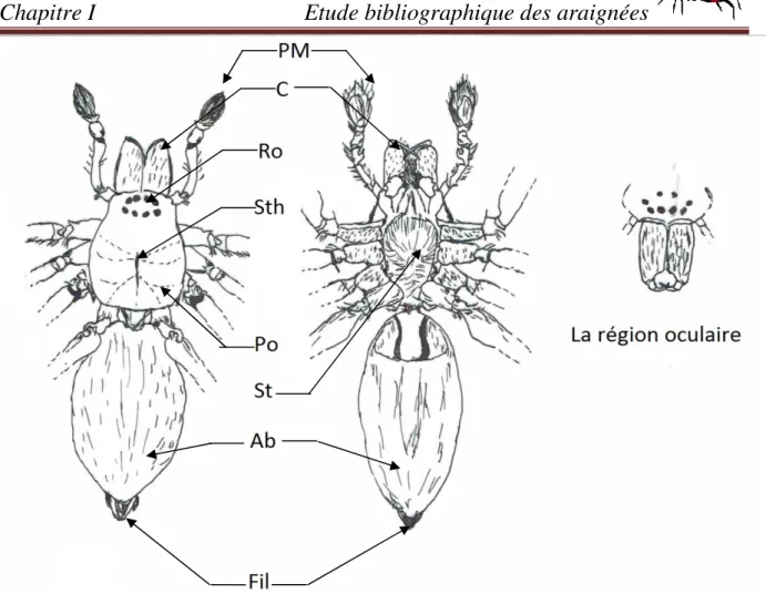 Figure 3 :-a- La face dorsale , -b-  La face ventrale : PM.Patte Mâchoire,C.Chélicère,Ro.Région  oculaire,Sth.Strie thoracique,Po.Prosoma,Ab.Abdomen,Fil.Filières (Originale)