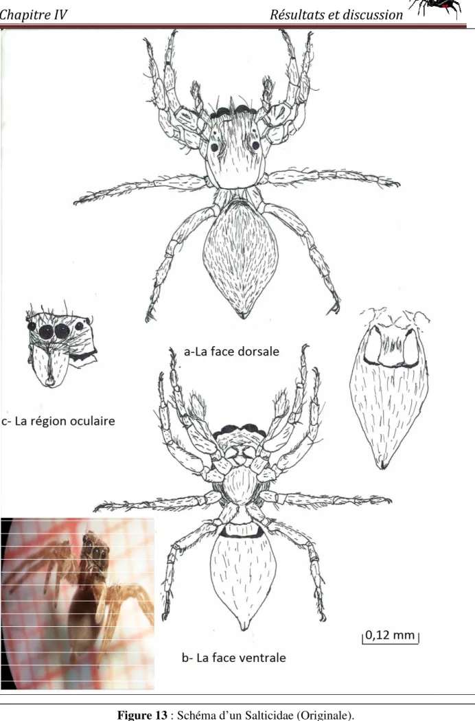 Figure 13 : Schéma d’un Salticidae (Originale). 