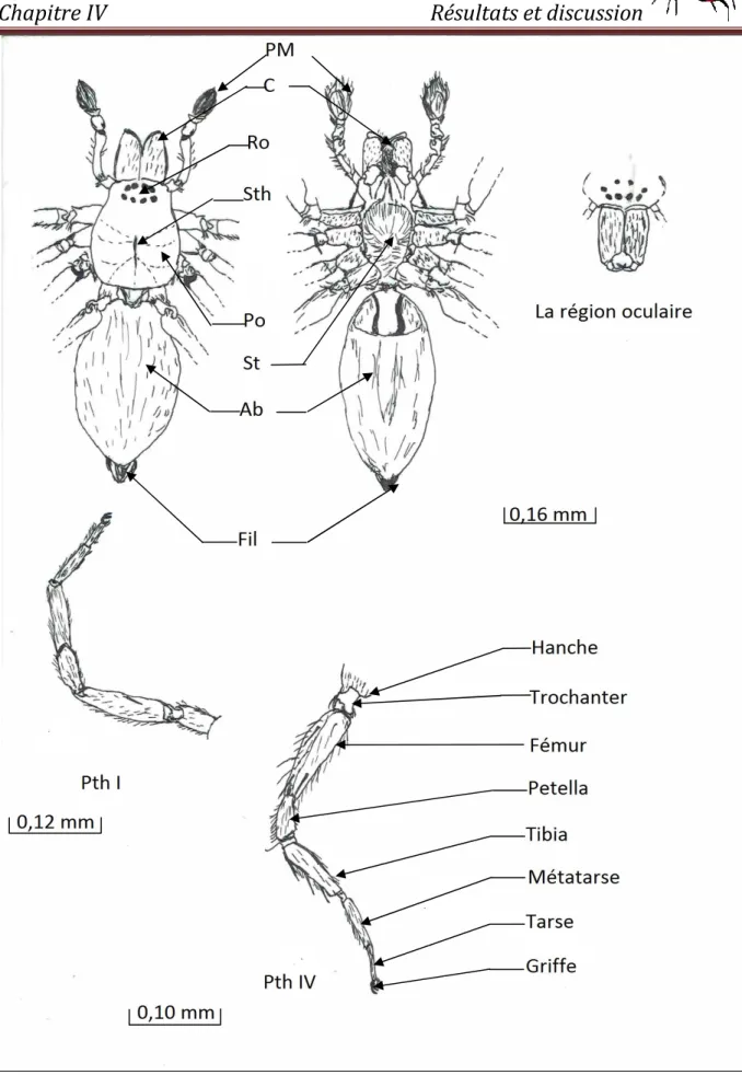 Figure 14 : Schéma d’un Clubionidae (PM.Patte Machoire,C.Chélicère,Ro.Région  oculaire,Sth.Strie thoracique,Po.Prosoma,St.Sternum,Ab.Abdomen,Fil.Filières,Pth I.Patte 