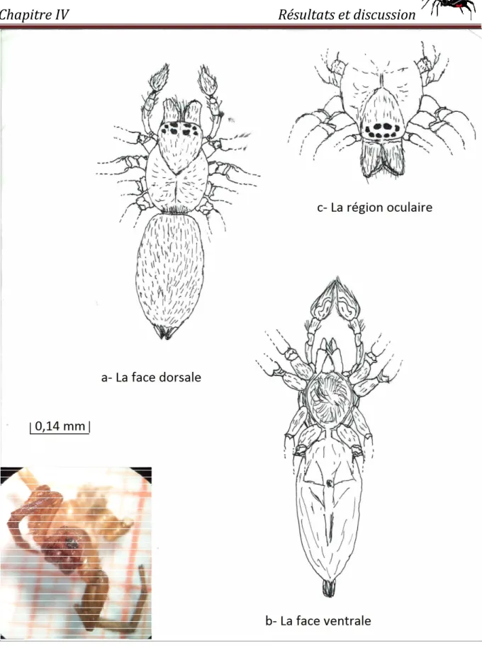 Figure 16 : Schéma d’un Linyphiidae (Originale). 