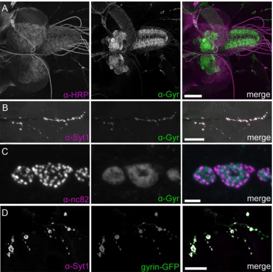 Figure 2. Synaptogyrin localization at synapses. A, Immunohistochemistry with antisera against the neuronal membrane marker HRP (magenta) and synaptogyrin (Gyr, green) indicates that synaptogyrin is broadly expressed in the synaptic neuropil of the larval 