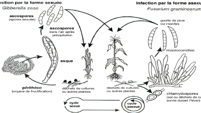 Figure 05:Cycle de vie de Fusarium graminearum sur blé tendre (Trail et al, 2002). 