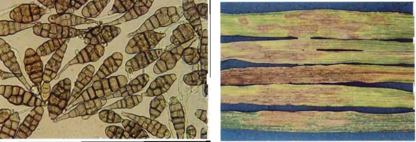 Figure 6: Conidies et symptômes de l'Alternaria triticina sur blé (Zillinsky, 1983). 