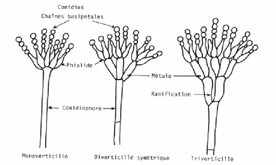 Figure 09 : Caractères morphologiques des Penicilliumspp(Tabuc, 2007) 