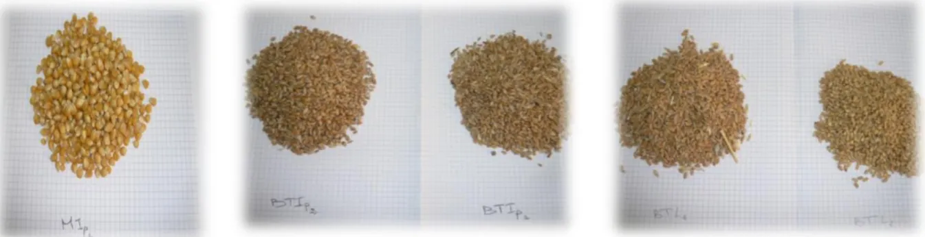 Figure 11 : Les échantillons de céréales utilisés dans cette étude. 