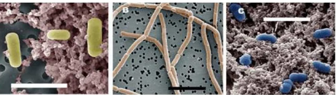 Figure 1. Les bactéries lactiques (Prescott et al., 2010). 