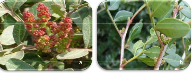 Figure 08 : Rameaux feuillés portants des fruits de  Pistacia lentiscus L (originale)                                    noire : Drupes  fertiles,     rouge : Drupes non fertiles