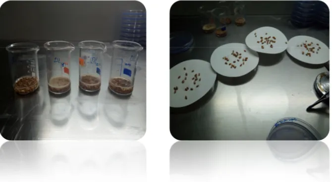 Figure 14 : les étapes de l’essai de l’activité  antifongiques d’HE sur les grains. 