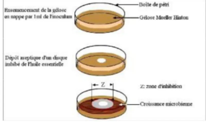 Figure 17 : Principe de la méthode de diffusion par disque                     