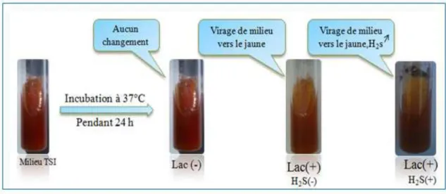 Figure 7 : Fermentation glucidique (glucose, saccharose, lactose). 