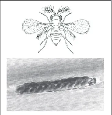 Figure  1.  Trichogramma  chilonis  Ishii (from  Williams,  1983) and parasitized  eggs  of  Chilo  sacchariphagus .