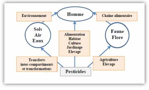 Figure 01 : Les possibles modes d’exposition de l’environnement et de l’homme aux pesticides (Anonyme, 2002).