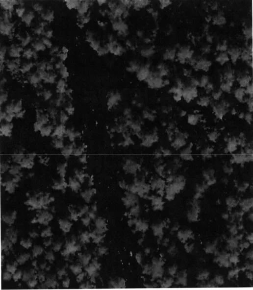 Figure 15:  Resultant  image  after  application  of luminance  algorithm  that converts  RGB  to  8-bit  grayscale