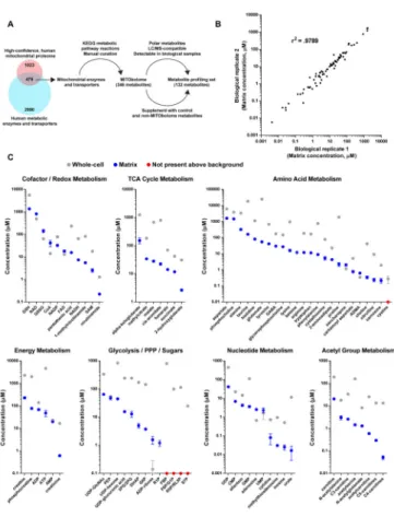 Figure 2. see also Figure S2, Table S1: Identities and concentrations of matrix metabolites in  human mitochondria