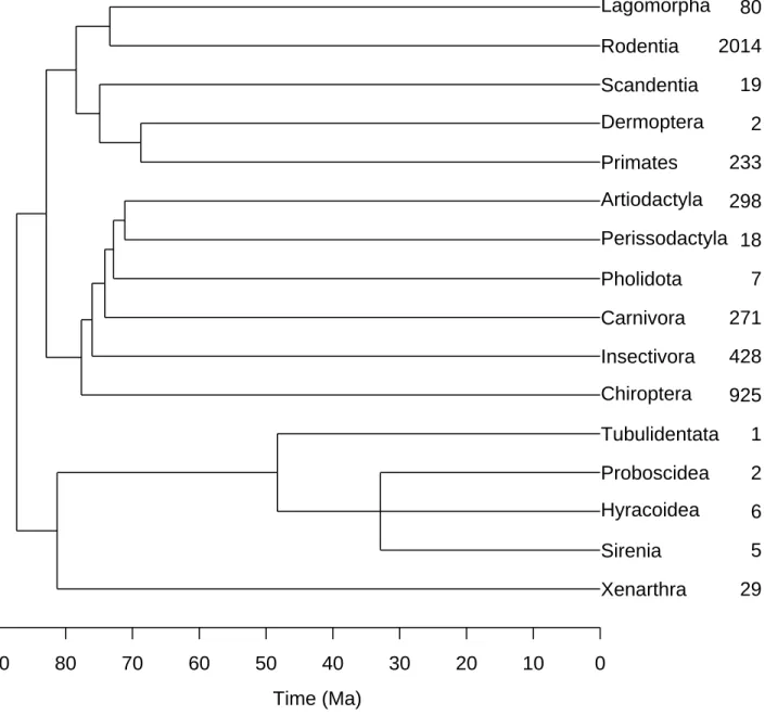 Figure 3: The phylogenetic relationships among the orders of birds according to Douzery et al