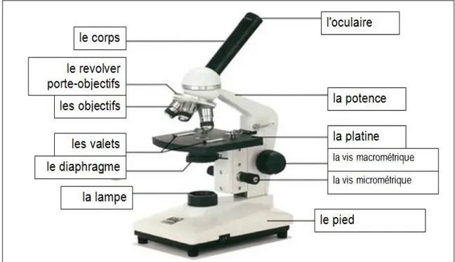 Figure I.1: Constitution d’un microscope optique. 